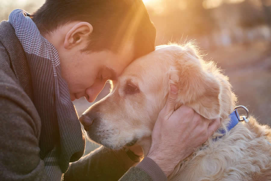 Home euthanasia for dogs and cats in Kent & Sussex Farewell Friend